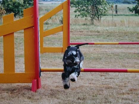 Dvaergschnauzer Cookie - Cookie i fuld firspring på agilitybanen billede 2