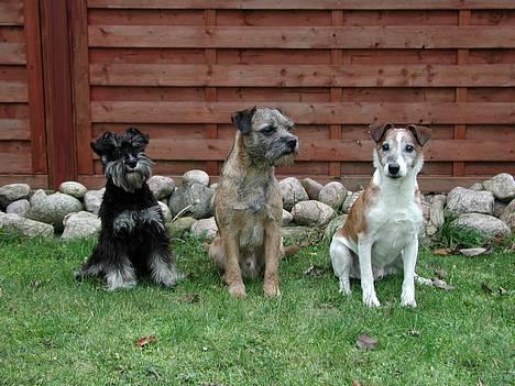 Dvaergschnauzer Cookie - Cookie med sin flok. lille unghund billede 3