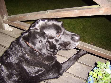 Labrador retriever Jensen billede 10