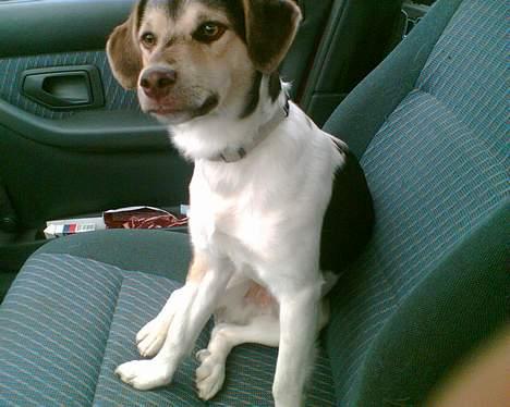 Blanding af racer bølle billede 1