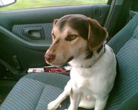 Blanding af racer bølle billede 2