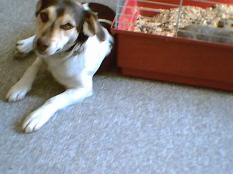 Blanding af racer bølle billede 3