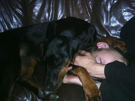 Dobermann Celine (Cille) - Her ligger vi og sover, efter en lang arbejdsdag. billede 7