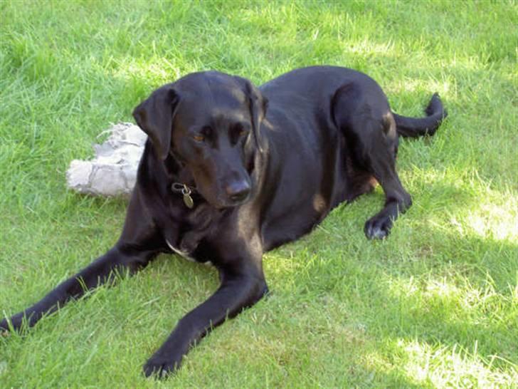 Blanding af racer Zenta - Zenta hviler i haven billede 13