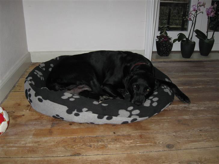 Blanding af racer Zenta - Ligger lige og flader ud.. billede 14