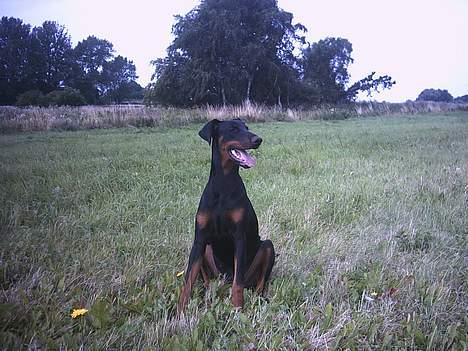 Dobermann Celine (Cille) billede 9