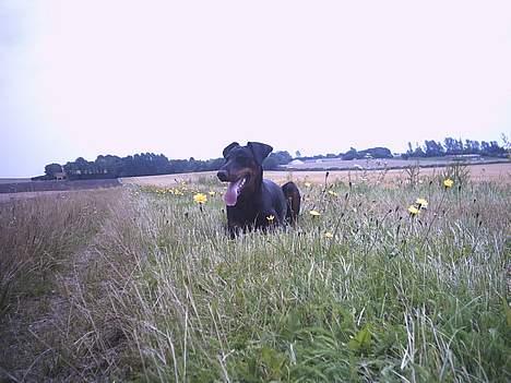 Dobermann Celine (Cille) billede 10
