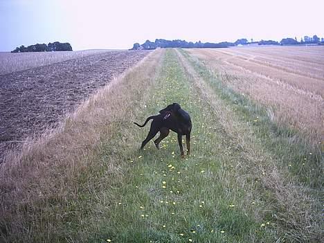 Dobermann Celine (Cille) billede 11