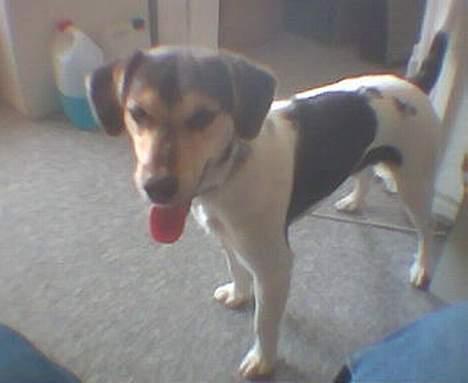 Blanding af racer bølle billede 4