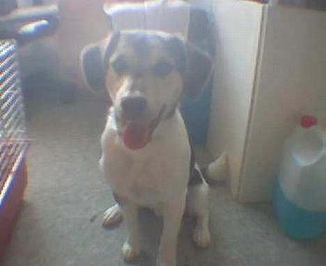 Blanding af racer bølle billede 5