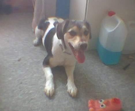 Blanding af racer bølle billede 6