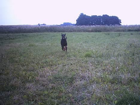 Dobermann Celine (Cille) billede 12