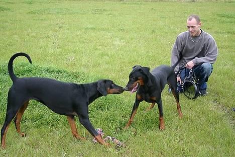 Dobermann Celine (Cille) - Celine (th) leger med hendes søster Anastacia (HvalpeTræf 18/9-05) billede 13