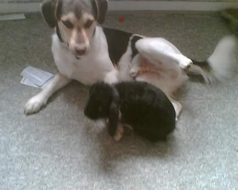 Blanding af racer bølle billede 7