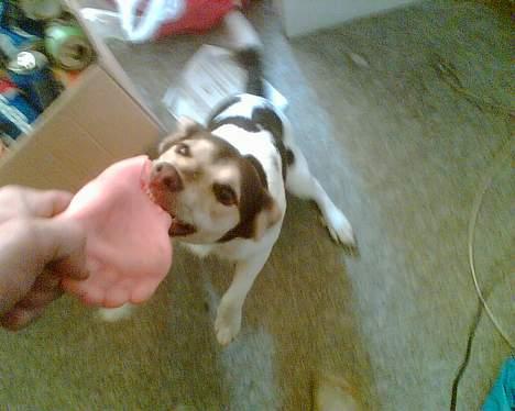 Blanding af racer bølle billede 8