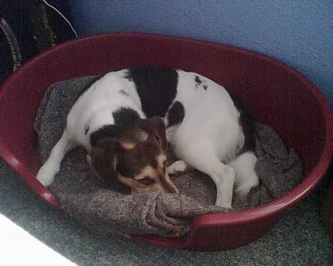 Blanding af racer bølle billede 9