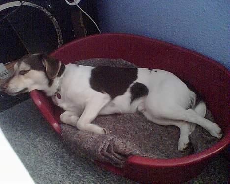 Blanding af racer bølle billede 10