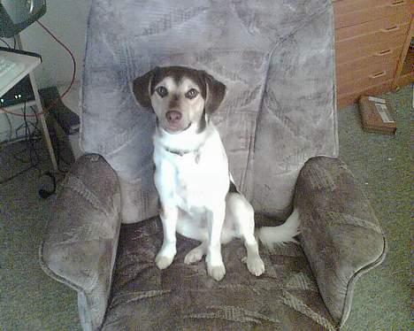 Blanding af racer bølle billede 11