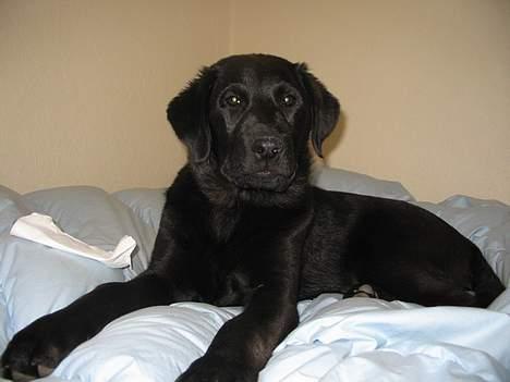 Labrador retriever Frida billede 1