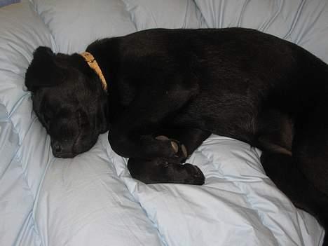 Labrador retriever Frida billede 2