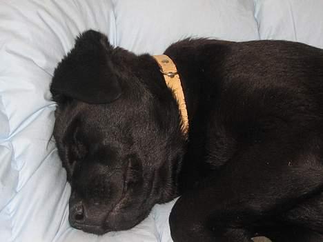 Labrador retriever Frida billede 3