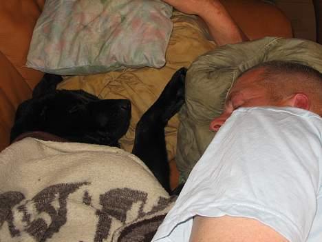 Labrador retriever Frida billede 4