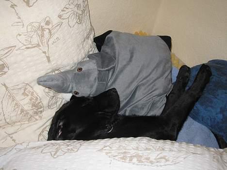 Labrador retriever Frida billede 5