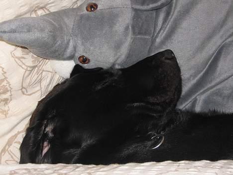 Labrador retriever Frida billede 6