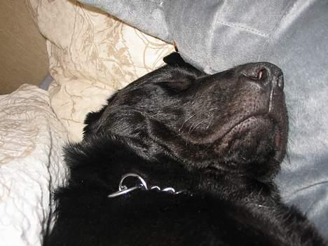 Labrador retriever Frida billede 7