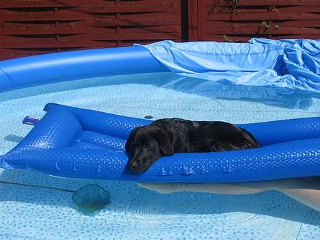 Labrador retriever Frida billede 8