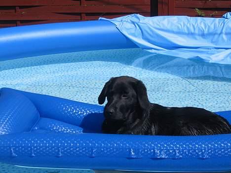 Labrador retriever Frida billede 9