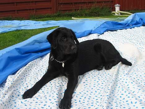 Labrador retriever Frida billede 10