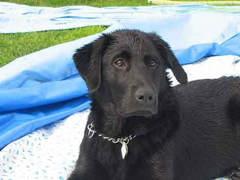 Labrador retriever Frida billede 11