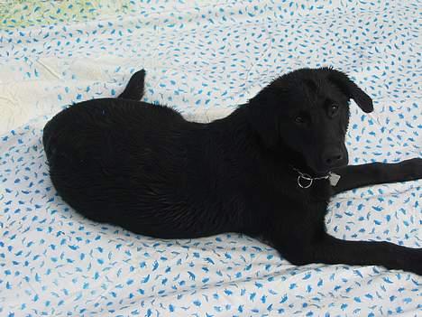 Labrador retriever Frida billede 12