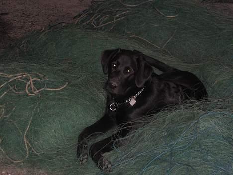 Labrador retriever Frida billede 13