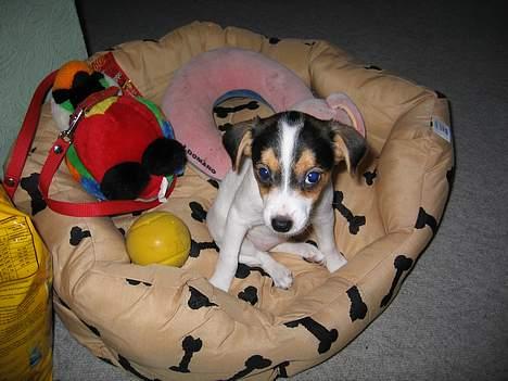 Dansk svensk gaardhund Molly - Så er jeg kommet til mit nye hjem med min helt ejen seng, dejligt ikke at skulle dele med fem andre mere ! billede 2