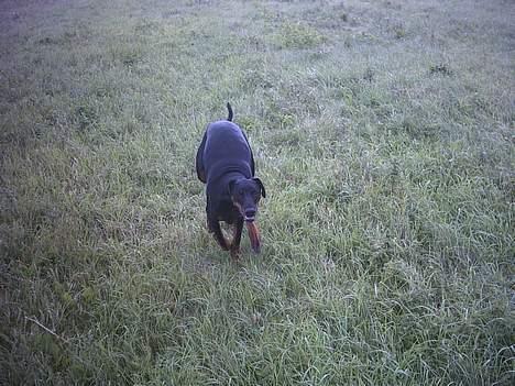 Dobermann Celine (Cille) billede 14