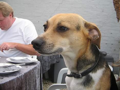 Dansk svensk gaardhund Molly - Skønne Molly! billede 1