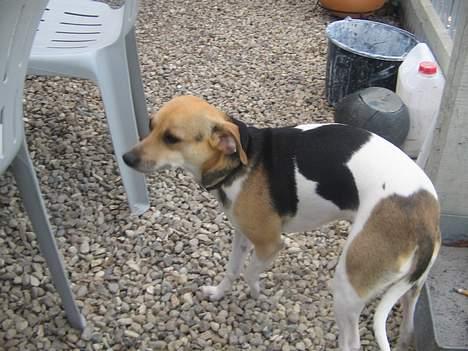 Dansk svensk gaardhund Molly - Hun er lidt sky billede 2