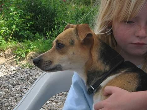 Dansk svensk gaardhund Molly - Hvad var nu det? sidder sammen med min kusine billede 3