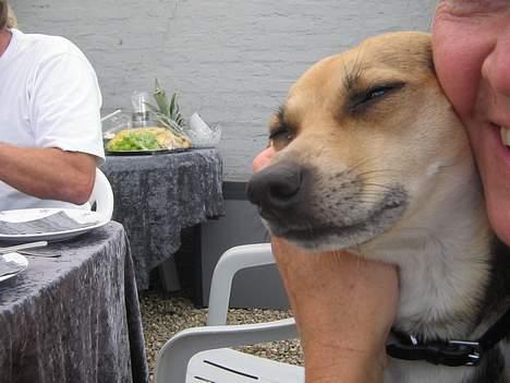 Dansk svensk gaardhund Molly - Krammer! af tante! billede 4