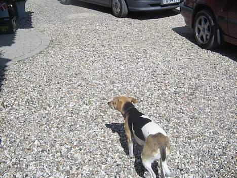 Dansk svensk gaardhund Molly - Nu vil jeg ind! billede 5