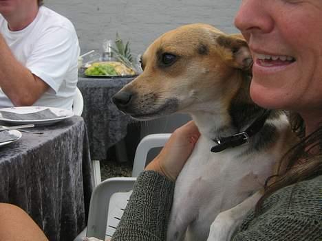 Dansk svensk gaardhund Molly - Hvad snakker de mon om`? sidder dejligt hos min tante billede 6