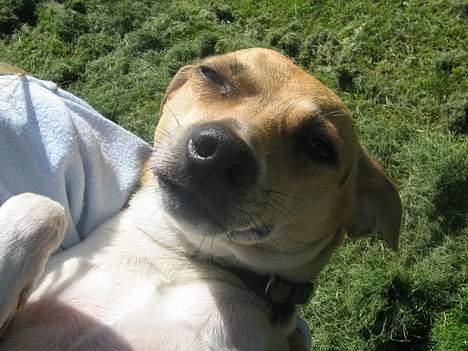 Dansk svensk gaardhund Molly - Arrh jeg ligger dejligt, men jeg får solen i øjnene! billede 7