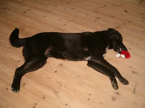 Blanding af racer buller - buller faldt lige om med sin bamse... billede 12