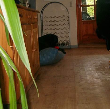 Blanding af racer buller - buller ligger i sin senge-sofa med sin bamse.. billede 13