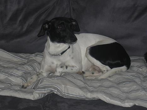 Dansk svensk gaardhund Nanna - Dejlige Nanse billede 1