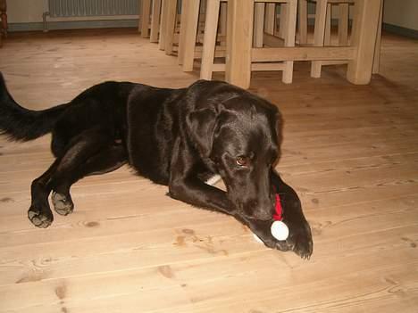 Blanding af racer buller - min bamse, du ikk tag den... billede 14