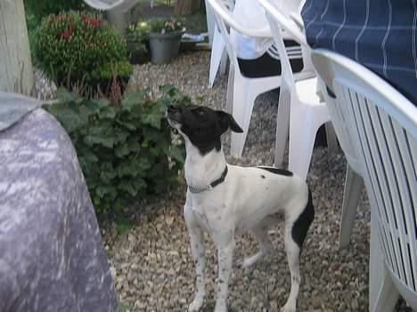 Dansk svensk gaardhund Nanna - Nanna prøver og se om hun kan få lidt guf til sig. billede 2