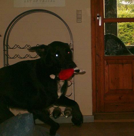 Blanding af racer buller - jeg kommer nuuu... billede 15